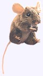 4 in. Mouse Finger Puppet