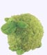 Green Sheep Plush